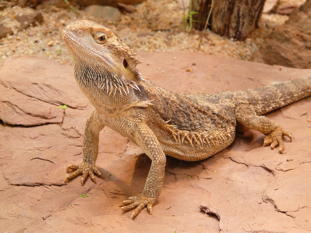 A Bearded Dragon